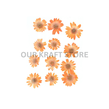 Orange Daisy Flowers