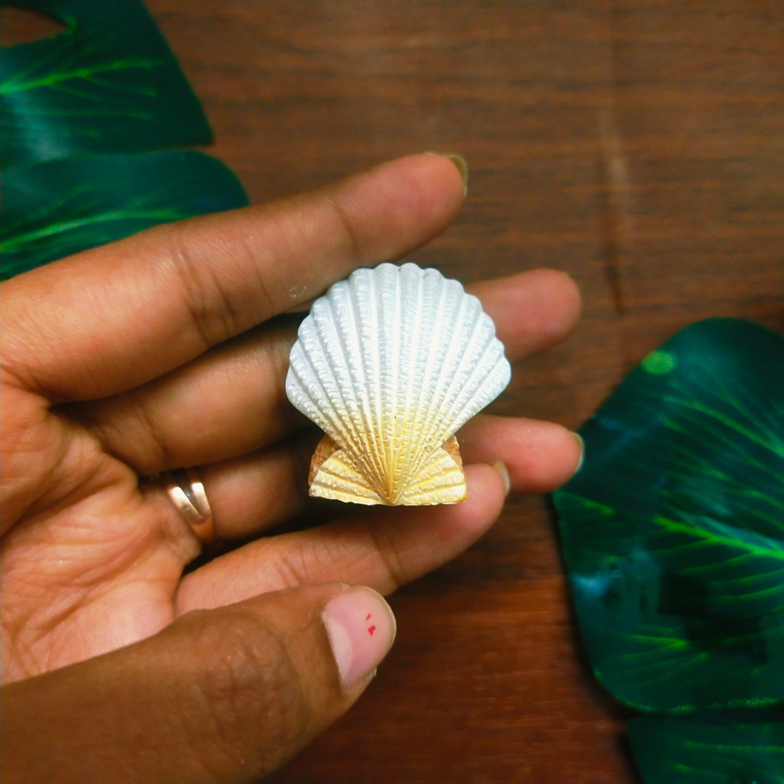 Sea Shell Miniature