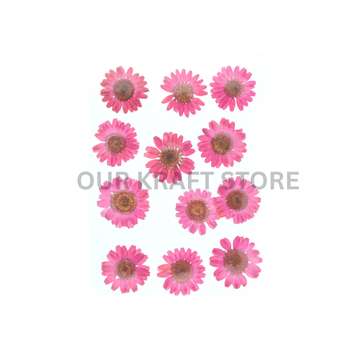 Pink Daisy Flowers