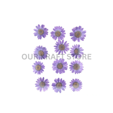 Light Purple Daisy Flowers