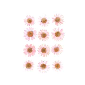 Light Pink Daisy Flowers